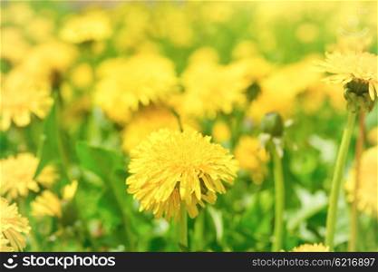 Yellow dandelions on the green field closeup in summer