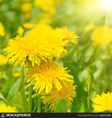 Yellow dandelions on the green field in summer with shining sun