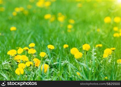 Yellow dandelions on the green field with shining sun