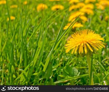 Yellow Dandelions - Taraxacum officinale - on Summer Meadow