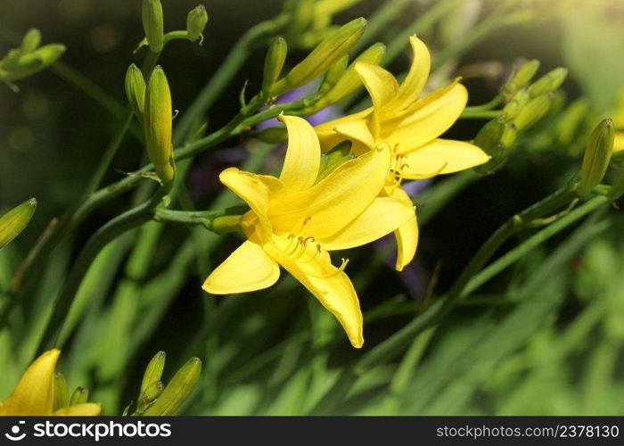 Yellow Day lily flower or Hemerocallis blooming .. Yellow Day lily flower or Hemerocallis blooming