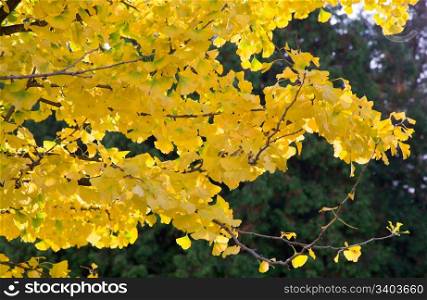 Yellow dingo tree twig (natural autumn background)