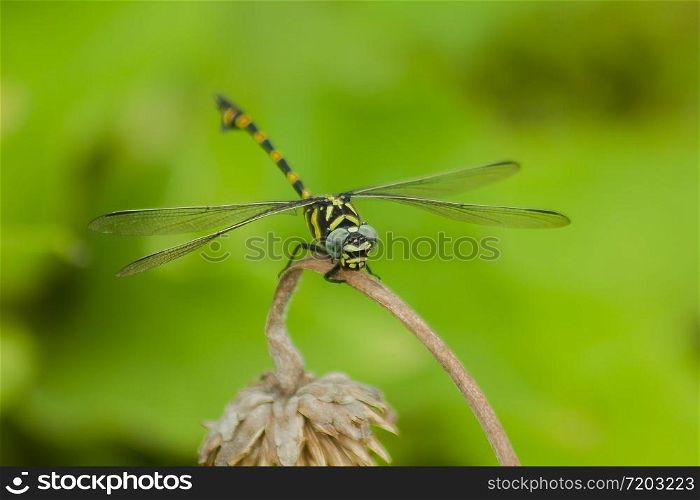 Yellow dragonfly on a branch Beautiful in nature