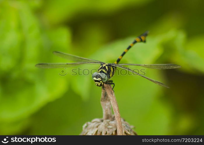 Yellow dragonfly on a branch Beautiful in nature