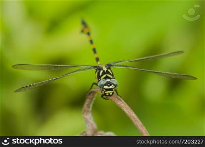 Yellow dragonfly on a branch Beautiful in nature