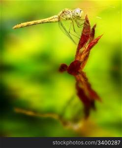 Yellow dragonfly on a leaf reflected in the water