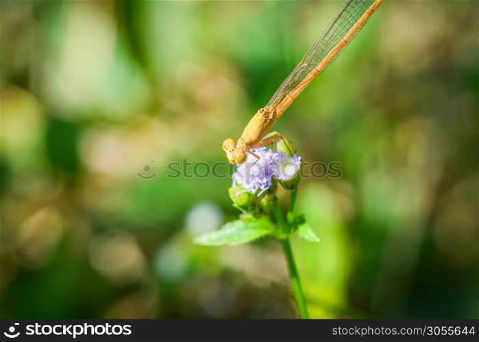 Yellow dragonfly on purple flowers beautiful on nature green blur background / Close up insect wild