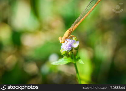 Yellow dragonfly on purple flowers beautiful on nature green blur background / Close up insect wild