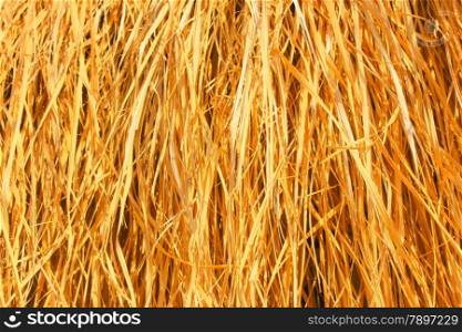 Yellow dry grass background. Dry grass texture.