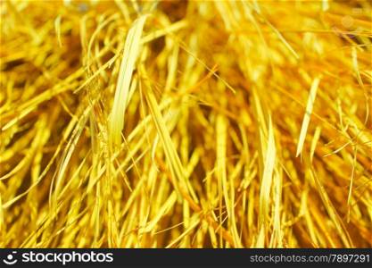 Yellow dry grass texture. Yellow dry grass background at sun light.