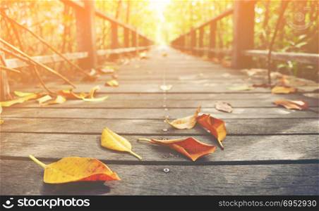 yellow dry leaf on the wooden walk way