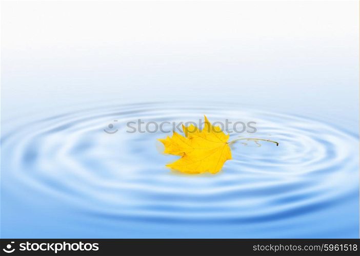 Yellow dry maple leaf on water