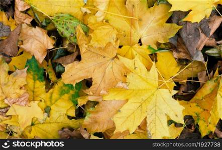 yellow dry maple leaves on the ground, top view