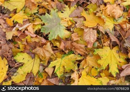 yellow dry maple leaves on the ground, top view
