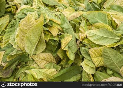 yellow dry tobacco leaves, closeup of photo