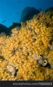 Yellow Encrusting Sea Anemone, Parazoanthus axinellae, Cabo Cope Puntas del Calnegre Natural Park, Mediterranean Sea, Murcia, Spain, Europe