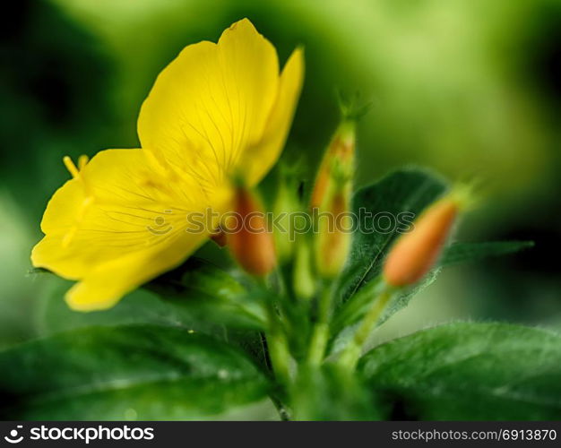 yellow evening flowers on the flowerbed