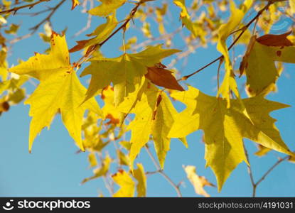 Yellow fall leaves.