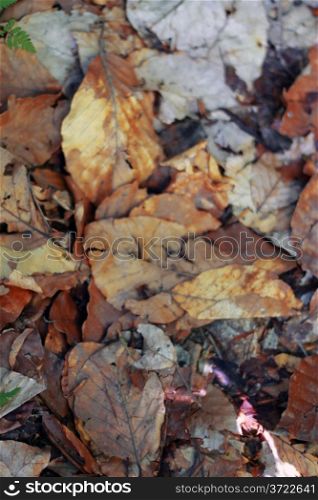 Yellow fallen autumn leaves on the ground