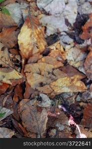 Yellow fallen autumn leaves on the ground