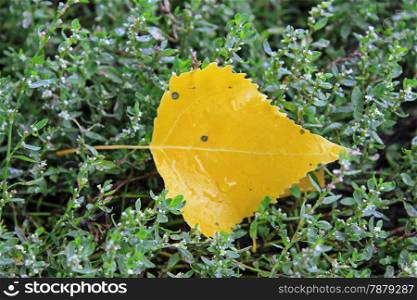 Yellow fallen leaf laying in the wet green grass