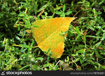 Yellow fallen leaf laying in the wet green grass