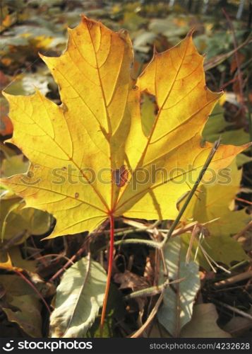 Yellow fallen leaf of acer on the ground