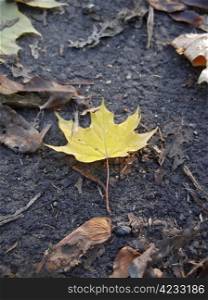 Yellow fallen leaf on the autumn ground