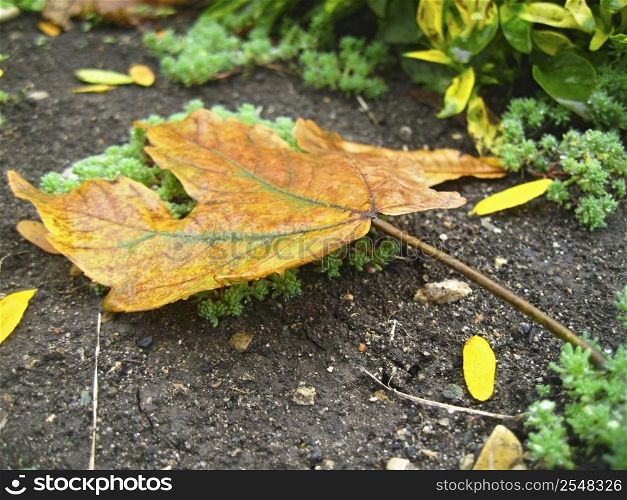 Yellow fallen leaf on the dark ground
