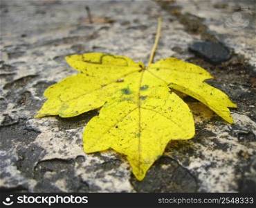 Yellow fallen leaf on the dark ground