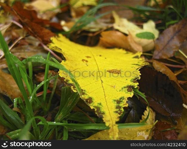 Yellow fallen leaf on the dark ground and dew on the grass