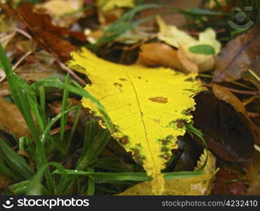 Yellow fallen leaf on the dark ground and dew on the grass