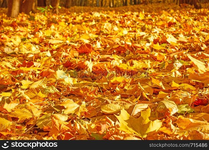 Yellow fallen leaves - autumn background and space for your own text. Shallow DOF!
