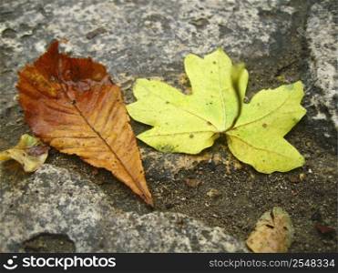 Yellow fallen leaves on the dark ground