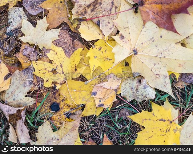 Yellow fallen leaves on the ground. Autumn background