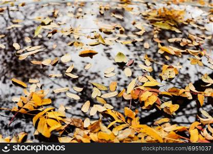 Yellow fallen leaves on the wet glass of the car. Autumn background