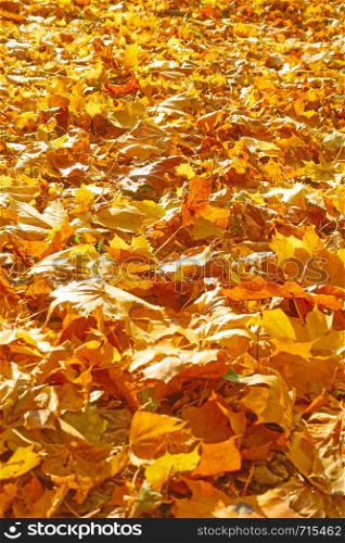 Yellow fallen maple leaves - autumn background and space for your own text