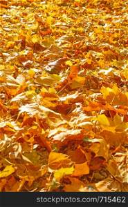 Yellow fallen maple leaves - autumn background and space for your own text