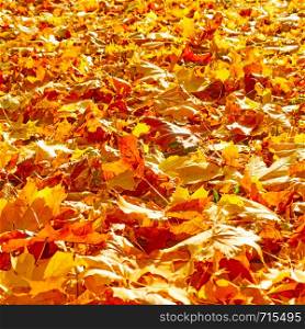 Yellow fallen maple leaves on the ground