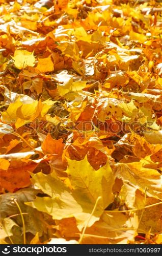 Yellow fallen maple leaves on the ground. Shallow DOF!