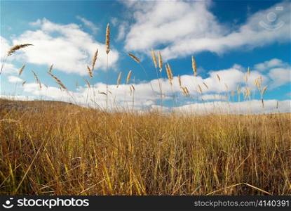 Yellow feather grass with blue sky.