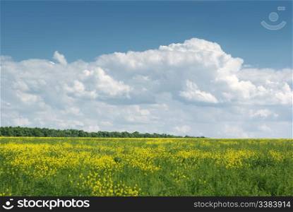 yellow field. A landscape about vegetation and the beautiful sky