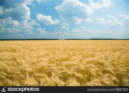 Yellow field, crop of cereals. Cloudy sky over a golden field.. Yellow field, crop of cereals.