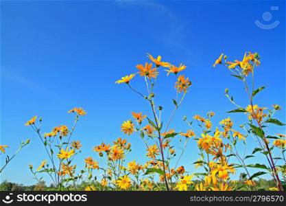 yellow field flower on celestial background