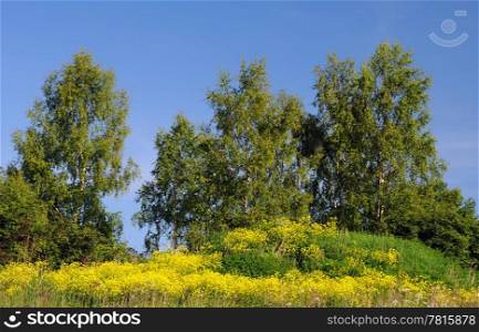 Yellow field flowers and birch-trees against blue sky background in Central Russia