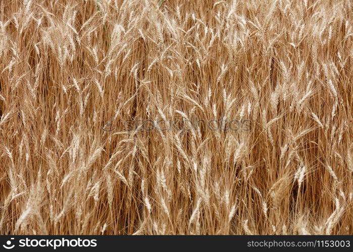 Yellow field of ripe spikelets of wheat in summer in windy weather.