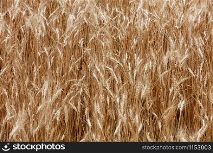 Yellow field of ripe spikelets of wheat in summer in windy weather.