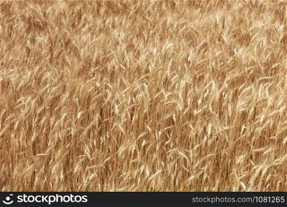 Yellow field of ripe wheat ears growing in summer in windy weather.. Blurred background of a golden field of growing ripe wheat