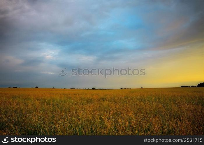 yellow field on sunset under cloudy sky