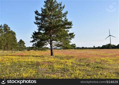 Yellow field with blossom bedstraw flowers in a swedish nature reserve at the island Oland